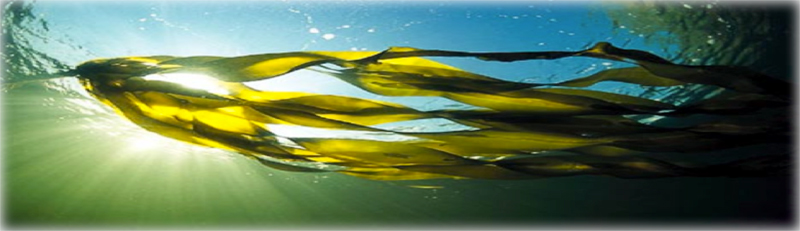 view of ocean from under water
